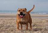 STAFFIE 353